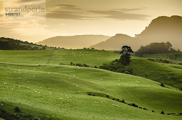 Sanfte Hügellandschaft  Schafweiden  Catlins  Südinsel  Neuseeland