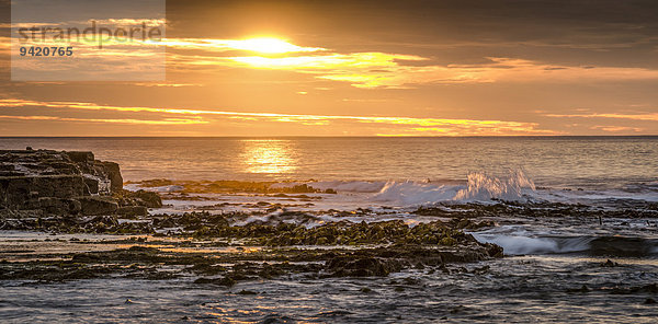 Abendstimmung mit Sonnenuntergang am Meer  felsige Küste  Curio Bay  Catlins  Südinsel  Neuseeland