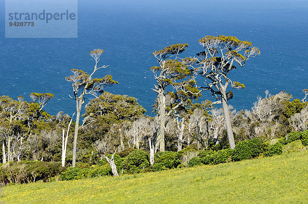 Kanuka-Bäume (Kunzea ericoides)  hinten Meer  Catlins  Südinsel  Neuseeland