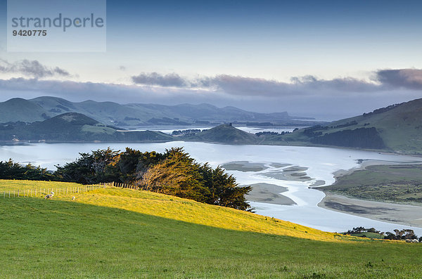 Sattgrünes Weideland vor Gezeitenbucht Hoopers Inlet  Otago  Südinsel  Neuseeland