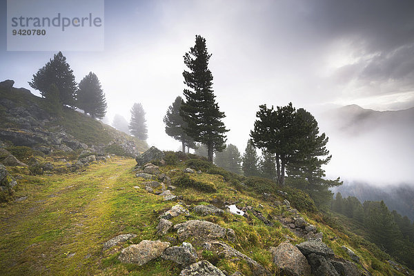 Bewachsener Weg auf alpiner Hochalm  Juifenalm  hinten Zirbelkiefern (Pinus cembra)  Bergwald in Nebel  Sellraintal  Tirol  Österreich