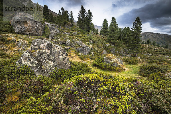 Alpines Gelände mit Alpenrosen (Rhododendron hirsutum) und typisch alpiner Flora  hinten Zirbelkiefern (Pinus cembra) Juifenalm  Sellraintal  Nordtirol  Österreich