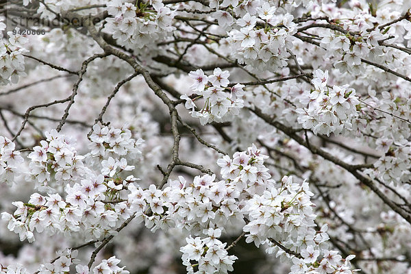 Kirschblüten  Deutschland