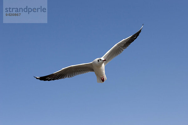 Fliegende Möwe (Laridae)  Inle See  Shan Staat  Myanmar