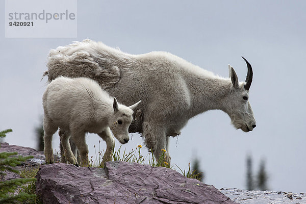 Schneeziege (Oreamnos americanus) mit Jungtier auf einem Schneefeld  Glacier-Nationalpark  Montana  USA