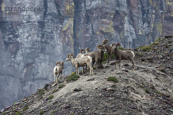 Dickhornschafe (Ovis canadensis)  Glacier-Nationalpark  Montana  USA