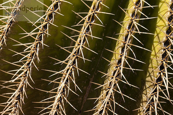 Goldkugelkaktus (Echinocactus grusonii)  Stacheln  Detail  Gran Canaria  Kanarische Inseln  Spanien