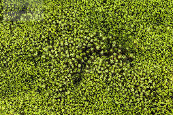 Sternmoos (Polytrichum)  Moospolster  La Reunion  Frankreich