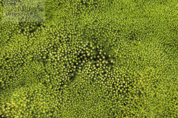 Sternmoos (Polytrichum)  Moospolster  La Reunion  Frankreich