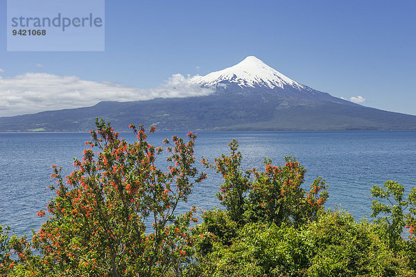 Vulkan Osorno  vorne Chilenischer Feuerbusch  auch Notro oder Ciruelillo (Embothrium coccineum)  Puerto Varas  Región de los Lagos  Chile