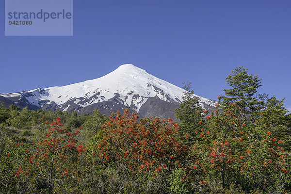 Vulkan Osorno  vorne Chilenischer Feuerbusch oder Notro oder Ciruelillo (Embothrium coccineum)  Puerto Varas  Región de los Lagos  Chile