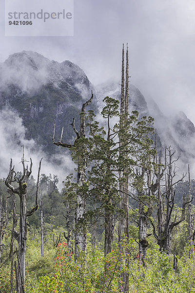 Abgestorbene Bäume vor frisch verschneiten Bergen  Pumalín Park  Chaitén  Región de los Lagos  Chile