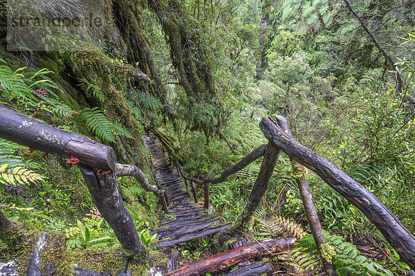 Wanderweg durch kalten Regenwald zu den Cascadas Bajas  Pumalín Park  Chaitén  Región de los Lagos  Chile