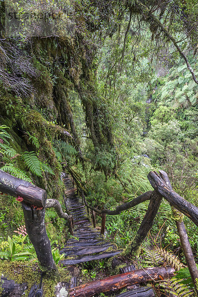 Wanderweg durch kalten Regenwald zu den Cascadas Bajas  Pumalín Park  Chaitén  Región de los Lagos  Chile