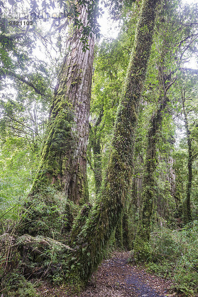 Patagonische Zypresse oder Alerce (Fitzroya cupressoides)  Pumalín Park  Chaitén  Región de los Lagos  Chile