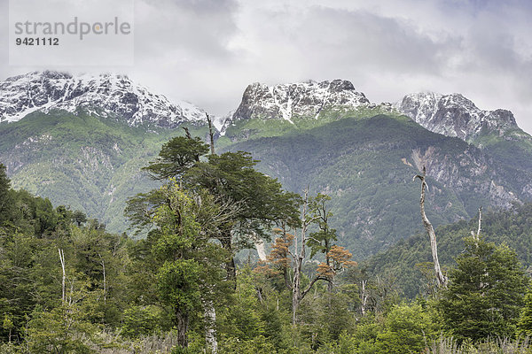 Schneebedeckte Berge und kalter Regenwald  Carretera Austral  Chaitén  Región de los Lagos  Chile