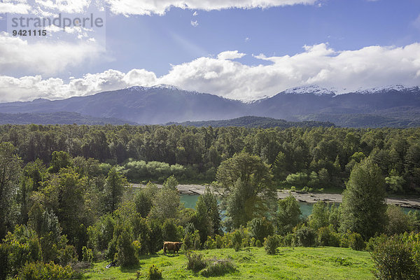 Farmland  Wald und Fluss  Cisnes  Región de Aysén  Chile