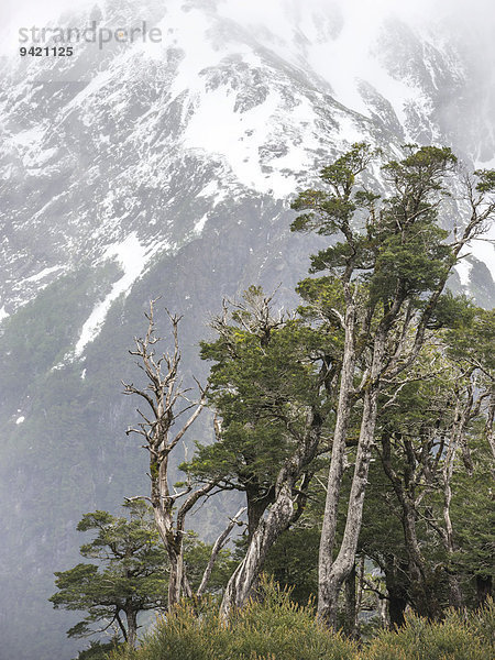 Kalter Regenwald auf einem Pass  Cisnes  Región de Aysén  Chile