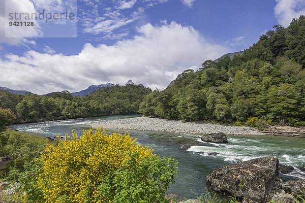 Fluss und blühender Ginster  Carretera Austral  Cisnes  Región de Aysén  Chile