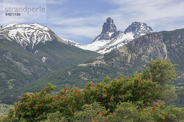 Schneebedeckte Berge und Chilenischer Feuerbusch  auch Notro oder Ciruelillo (Embothrium coccineum)  Villa Cerro Castillo  Aysén  Chile