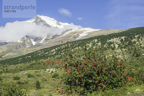 Monte Almirante Nieto  Torres del Paine Nationalpark  Región de Magallanes y de la Antártica Chilena  Chile
