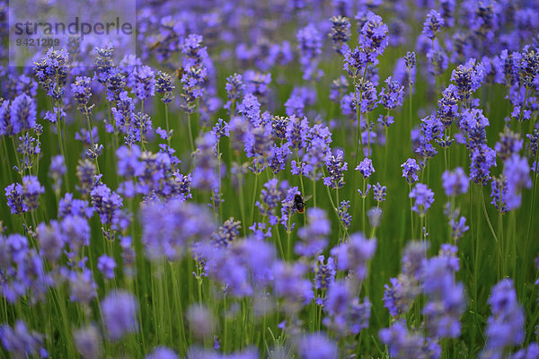Lavendel (Lavendula sp.) mit Hummel  Wien  Österreich
