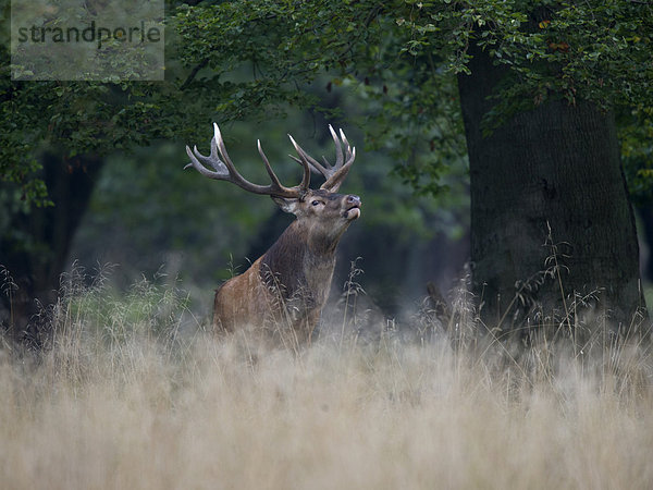 Rothirsch (Cervus elaphus)  Kopenhagen  Dänemark