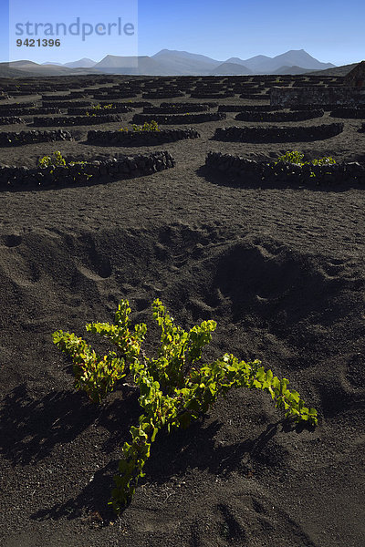 Weltweit einzigartiger Weinanbau in Trockenbaumethode auf vulkanischer Asche  Lava  Weinanbaugebiet La Geria  dahinter Gebirge Los Ajaches  Lanzarote  Kanarische Inseln  Spanien