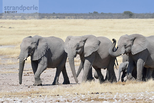 Herde Afrikanischer Elefanten (Loxodonta africana)  Etosha-Nationalpark  Namibia