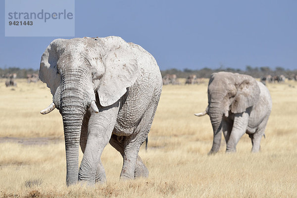 Afrikanische Elefanten (Loxodonta africana)  mit Schlamm bedeckt  gehen durch trockenes Gras  Etosha-Nationalpark  Namibia