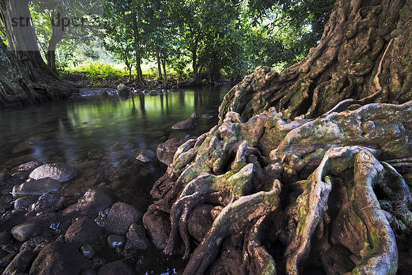 Kastanienbaum an Fluß  Taveuni  Fidschi