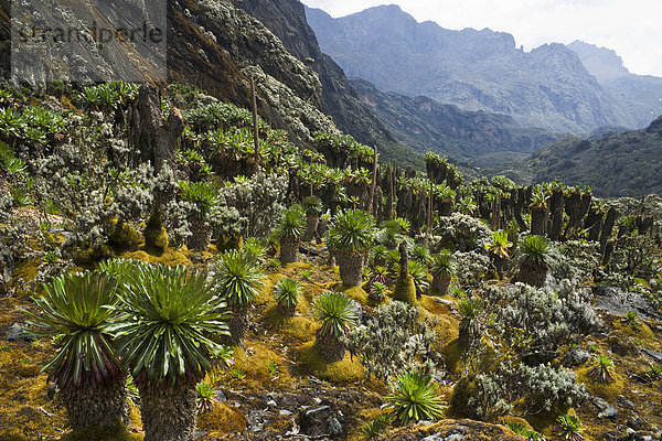 Giant Groundsels (Dendrosenecio) im Ruwenzori-Gebirge  Uganda