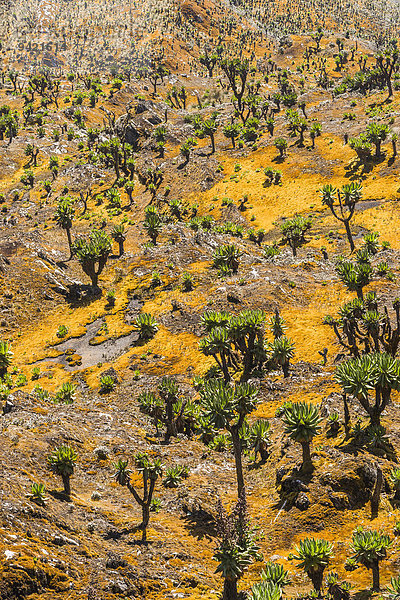 Tal mit afroalpiner Vegetation  Giant Groundsels (Dendrosenecio) im Ruwenzori-Gebirge  Uganda