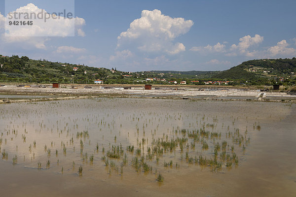 Salzsalinen im Naturschutzgebiet Strunjan  Adriaküste  Istrien  Slowenien