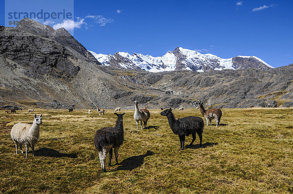 Alpakas (Vicugna pacos)  Gruppe  Altiplano  Bolivien