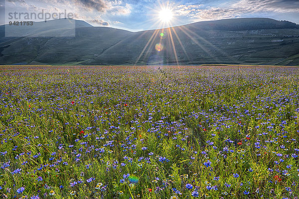 Blühende Wiese  Castelluccio di Norcia  Piano Grande Hochebene  Nationalpark Monti Sibillini  Umbrien  Italien