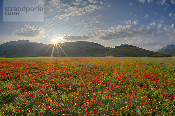 Blühende Wiese  Castelluccio di Norcia  Piano Grande Hochebene  Nationalpark Monti Sibillini  Umbrien  Italien