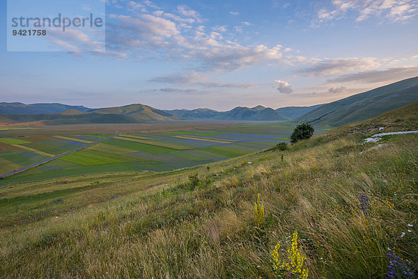 Blühende Wiese  Castelluccio di Norcia  Piano Grande Hochebene  Nationalpark Monti Sibillini  Umbrien  Italien