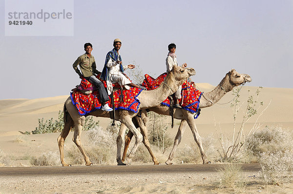 Kamelreiter unterwegs in der Wüste Thar  Sam  bei Jaisalmer  Rajasthan  Indien