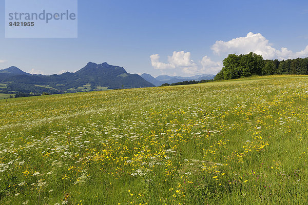 Blumenwiese  Samerberg  hinten die Wasserwand  Chiemgau  Oberbayern  Bayern  Deutschland