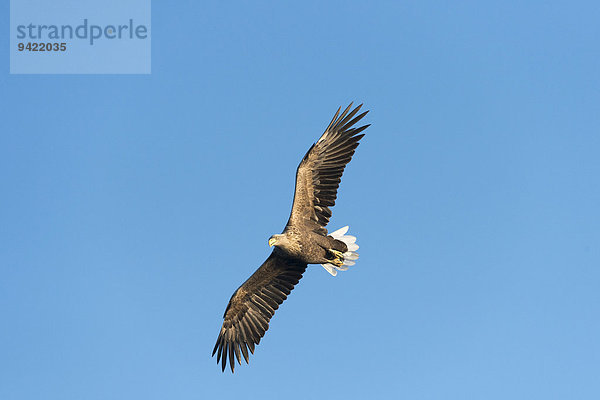 Seeadler (Haliaeetus albicilla)  im Flug  Mecklenburgische Seenplatte  Mecklenburg-Vorpommern  Deutschland