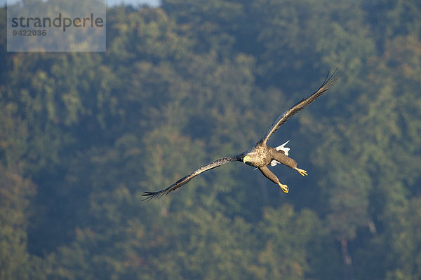 Seeadler (Haliaeetus albicilla)  im Flug  Mecklenburgische Seenplatte  Mecklenburg-Vorpommern  Deutschland