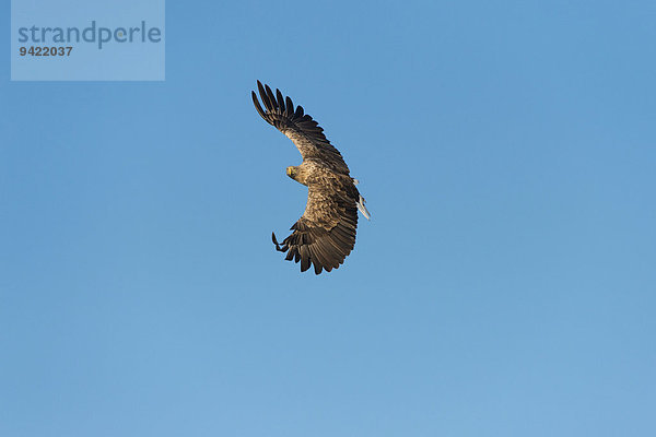 Seeadler (Haliaeetus albicilla)  im Flug  Mecklenburgische Seenplatte  Mecklenburg-Vorpommern  Deutschland