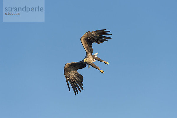 Seeadler (Haliaeetus albicilla)  im Flug  Mecklenburgische Seenplatte  Mecklenburg-Vorpommern  Deutschland