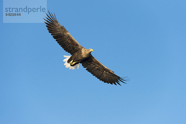 Seeadler (Haliaeetus albicilla)  im Flug  Mecklenburgische Seenplatte  Mecklenburg-Vorpommern  Deutschland