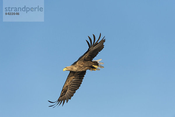 Seeadler (Haliaeetus albicilla)  im Flug  Mecklenburgische Seenplatte  Mecklenburg-Vorpommern  Deutschland