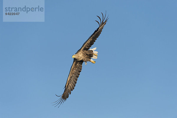 Seeadler (Haliaeetus albicilla)  im Flug  Mecklenburgische Seenplatte  Mecklenburg-Vorpommern  Deutschland