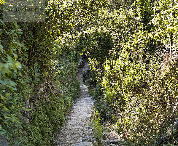 Wanderweg umgeben von Pflanzen  Pflanzentunnel  Cinque Terre  La Spezia  Ligurien  Italien