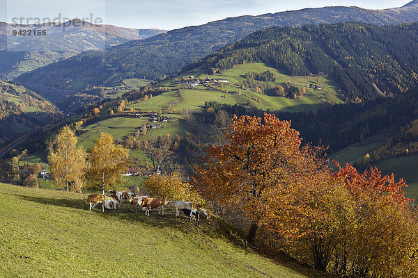 Herbstliche Weide im Liesertal bei Eisentratten  Kärnten  Österreich