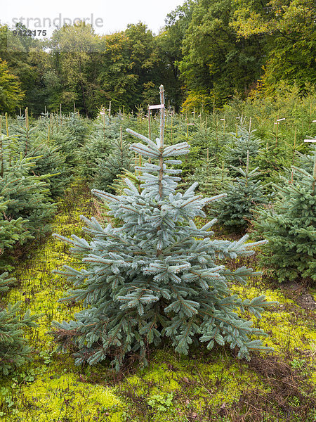 Waldstück mit Anpflanzung von Weihnachtsbäumen  Hessen  Deutschland
